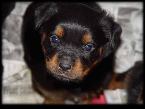 German Rottweiler puppy photo. Darla V. Keiser Wappen